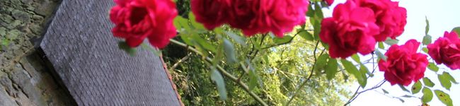 davaya's header image