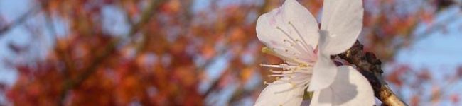 ＫＵＲＡＲＡ０３０４'s header image