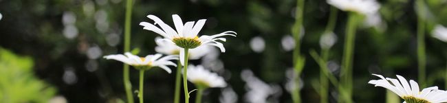 ras_'s header image