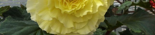 nt_pomme's header image
