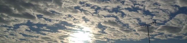 taraxacum's header image