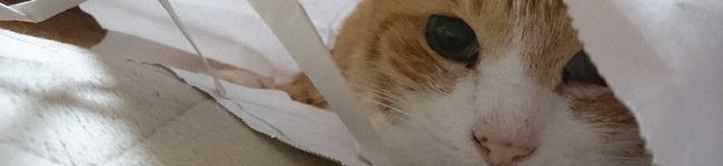 おのきの's header image