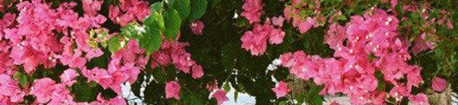 エリxルリ's header image