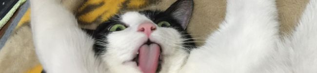 にゃんこの奥様's header image