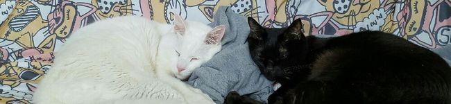 cocoありさ's header image