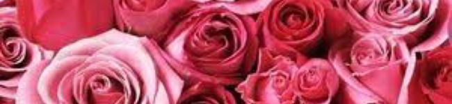 ngs♡'s header image