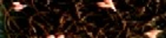 petit_marron's header image