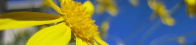 happyaiko's header image
