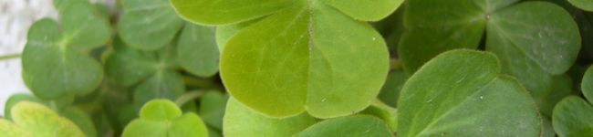 くるみママごん's header image