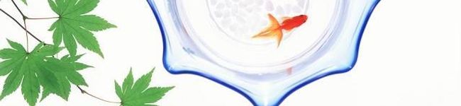 あかいきんぎょ's header image