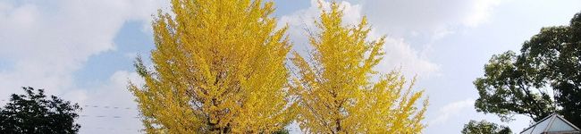まつおろじー's header image