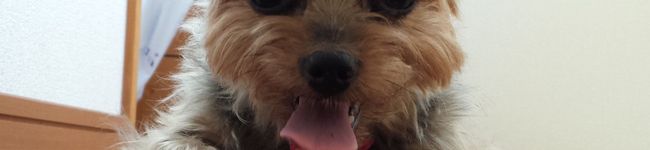 てちょん's header image