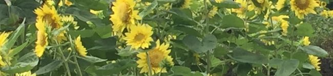 ☆まりくま☆'s header image