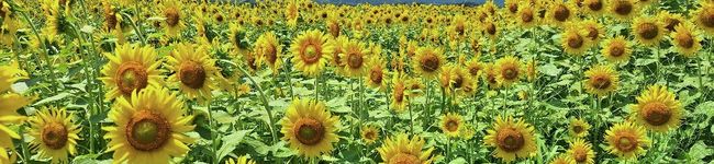ＫＥＫＯＣＨＩ's header image