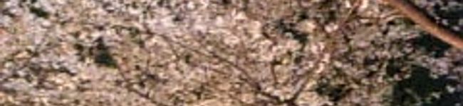 ramerame's header image