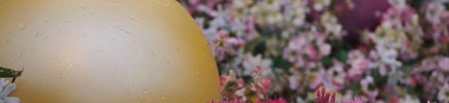 youmiho's header image