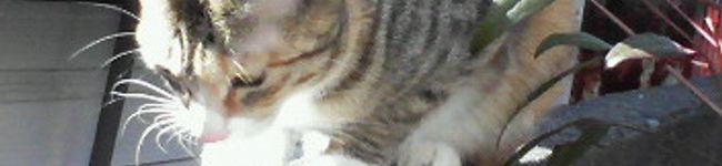 うーは's header image