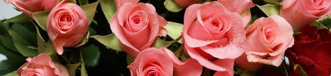 20050715's header image