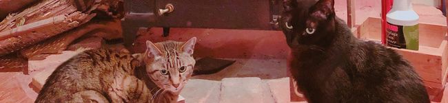 ぼこきゃべ's header image