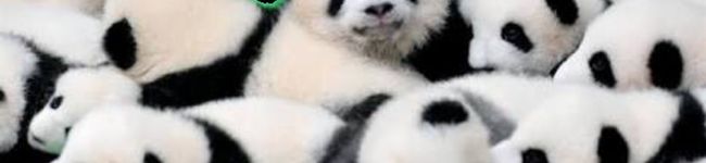 ユミパンダ's header image