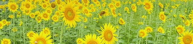 chiiimama's header image