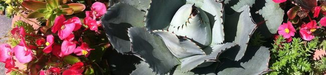 ABonaccorso's header image