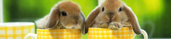 うさぎmam's header image
