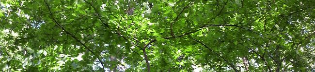 akoakoako's header image