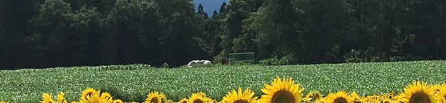 SAAB's header image