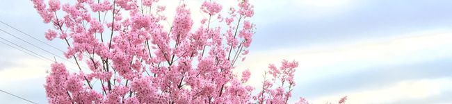 sasapanda's header image