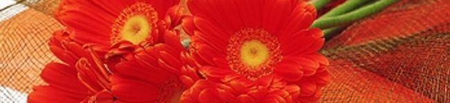 いぶママ's header image