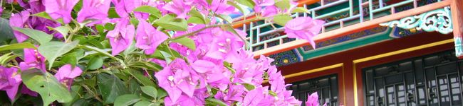 やま虫's header image