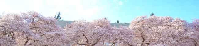 なっきぃー's header image