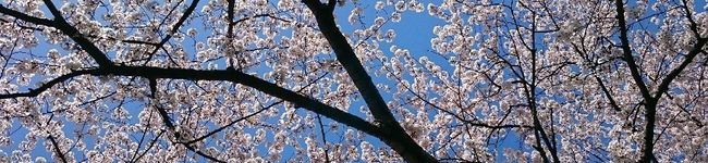 紋舞累's header image