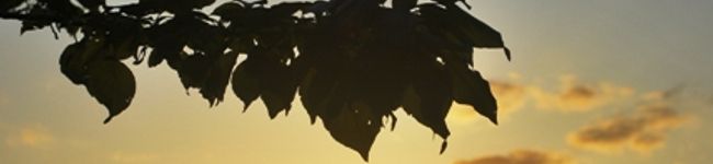 chuv's header image