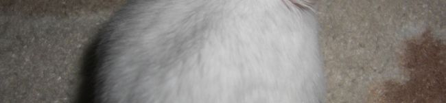半熟林檎's header image