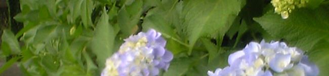 hutaai's header image