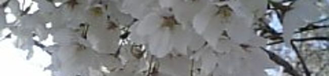 mickey34's header image
