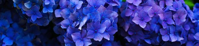 1972sakura's header image
