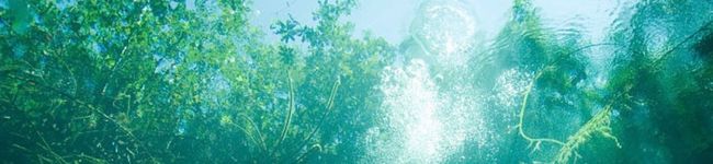 halenaia's header image