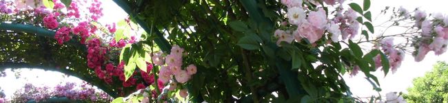 violets's header image