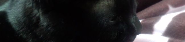 黒マリー's header image