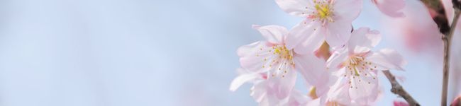 Lycoris．'s header image