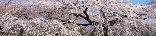 masuどん's header image