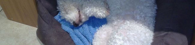 bukimichan's header image
