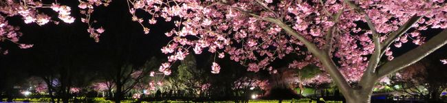 puti0612's header image