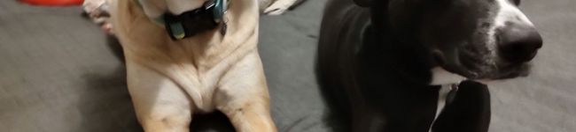 茶村貴子's header image