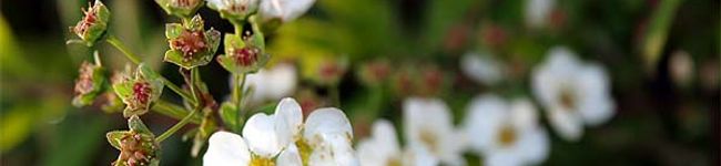 piro_net's header image