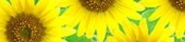 りおなさらら's header image