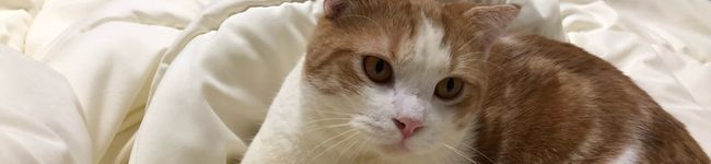 ozameg's header image
